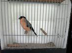 Noorse Goudvink man, Dieren en Toebehoren, Vogels | Overige Vogels, Mannelijk, Wildzangvogel