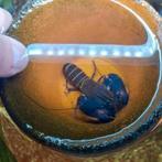 Mooie blue moon kreeft, Dieren en Toebehoren, Vis