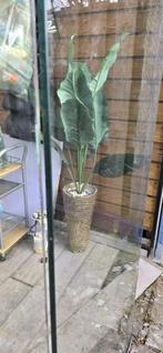 Glasplaat, Ophalen, Gebruikt, 80 tot 120 cm, 160 cm of meer