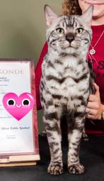 Dekkater bengaal zilver charcoal