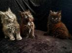 Maine coon kitten alles Gereserveerd.