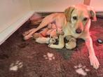 Blonde Labrador x Golden retriever pups (Goldador), Dieren en Toebehoren, Rabiës (hondsdolheid), 8 tot 15 weken, Meerdere, Meerdere dieren