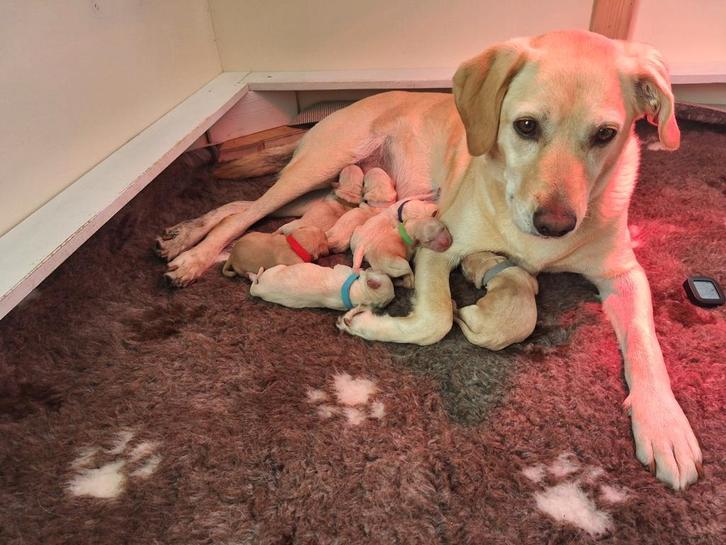 Blonde Labrador x Golden retriever pups (Goldador), Dieren en Toebehoren, Honden | Niet-rashonden, Middel, Meerdere dieren, Particulier