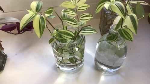 Stekjes Tradescantia Fluminensis variegata, Huis en Inrichting, Kamerplanten, Overige soorten, Minder dan 100 cm, Ophalen of Verzenden