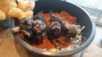 BIEWER YORKSHIRE TERRIER PUPS  ( 4 REUTJES ), Nederland, 15 weken tot 1 jaar, Reu, Meerdere