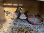 Koppel Kleurpostduiven, Dieren en Toebehoren, Meerdere dieren, Postduif