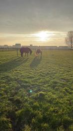 Stalling, paddock en weidegang, Weidegang, 1 paard of pony