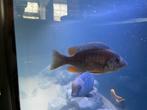 malawi cichliden Copadichromis borleyi – Red Kadango, Dieren en Toebehoren, Vis