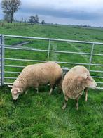 2 Charmoise dekrammen, Dieren en Toebehoren, Schapen, Geiten en Varkens, Mannelijk, Schaap, 0 tot 2 jaar