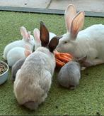 De laatste Duitse reus reuzen ! Blue Sable ram 07-07-2025, Mannelijk, Groot, 0 tot 2 jaar