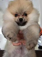 Pomeranian Dwergkees Reu 💙 8 weken oud, CDV (hondenziekte), Particulier, 8 tot 15 weken, Reu