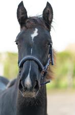 Groningen paarden, Dieren en Toebehoren, Paarden, Gechipt, Niet van toepassing, 0 tot 2 jaar, Meerdere dieren