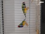 Gould amadine goulds, Dieren en Toebehoren, Vogels | Overige Vogels, Meerdere dieren, Geringd