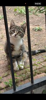 Gratis Kat Mickey, Hobby en Vrije tijd, Schilderen, Ophalen