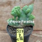 Supermonster Cactussen - San Pedro Cactus vorm, Huis en Inrichting, Verzenden, Minder dan 100 cm, In pot, Cactus