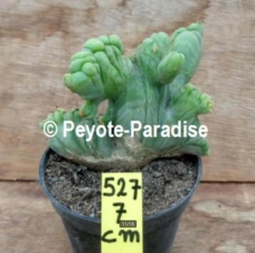 Supermonster Cactussen - San Pedro Cactus vorm beschikbaar voor biedingen