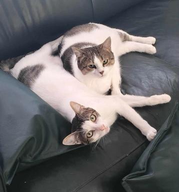 Lieve Joline en Dolly zijn op zoek naar een eigen familie. beschikbaar voor biedingen