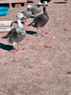 3 blauwe sneeuwgans, Dieren en Toebehoren, Pluimvee, Eend