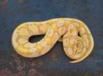 1.0 Pastel banana 100% dh lavender albino pied, Dieren en Toebehoren, Reptielen en Amfibieën, Slang, 3 tot 6 jaar