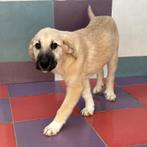 ACE: Elsya is een zeer sociale juffrouw, Dieren en Toebehoren, Honden | Niet-rashonden, Particulier, 8 tot 15 weken, Buitenland