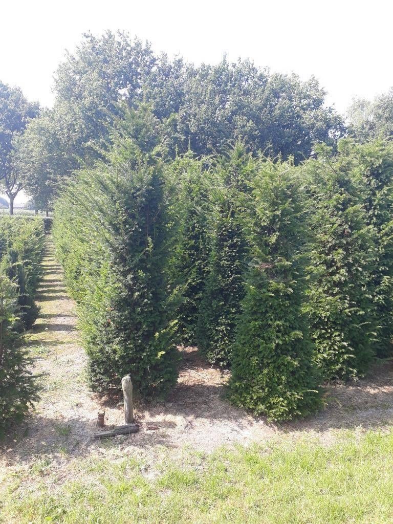 Taxus baccata tot 200cm hoog, Ophalen, Taxus, Minder dan 100 cm