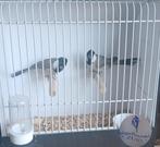 1-1 witoor buulbuuls, Dieren en Toebehoren, Vogels | Overige Vogels, Meerdere dieren, Tropenvogel, Geringd