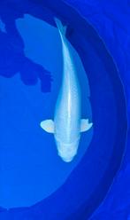 Platium ogon 65cm, Karper of Koi