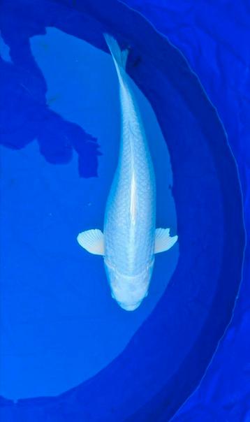 Platium ogon 65cm beschikbaar voor biedingen