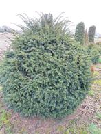 Diverse taxus bollen, Tuin en Terras, Ophalen, Taxus