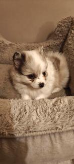 Mini Pomeriaan pups met unieke kleuren, Dieren en Toebehoren, Reu, 8 tot 15 weken, Meerdere, Nederland