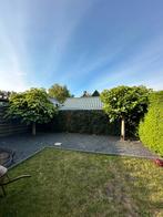 Twee Volwassen Catalpa bomen, Tuin en Terras, Planten | Bomen, 250 tot 400 cm, Zomer, Ophalen, Volle zon