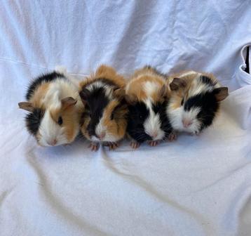Jonge cavia’s  beschikbaar voor biedingen