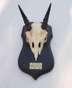 Schedel MOUNTAIN REEDBUCK op zwart houten schild (ref. B), Ophalen of Verzenden, Gebruikt, Wild dier, Schedel