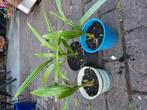 Jonge palmboompjes, Tuin en Terras, Planten | Tuinplanten, Ophalen of Verzenden, Zomer, Volle zon