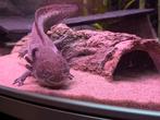 Axolotl man, Dieren en Toebehoren