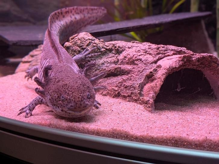 Axolotl man, Dieren en Toebehoren, Reptielen en Amfibieën