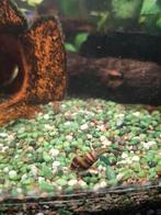 Leuke helenaslakjes, Slak of Weekdier, Zoetwatervis