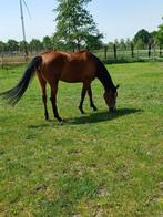 Leuk paardje te koop, Dieren en Toebehoren, Paarden, Minder dan 160 cm, 7 tot 10 jaar, Onbeleerd, Recreatiepaard
