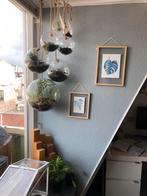 4x Glazen Bollen Plantenhangers, Ophalen, Gebruikt