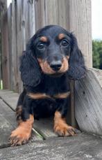 Teckel pups black and tan korthaar en langhaar, Dieren en Toebehoren, Honden | Teckels en Dashonden, Rabiës (hondsdolheid), 8 tot 15 weken