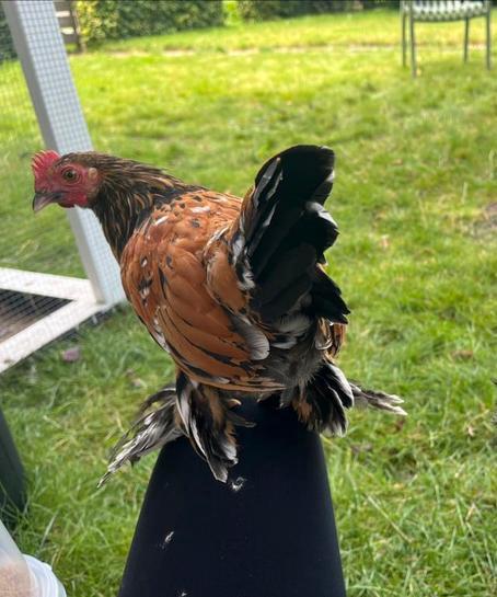 Gratis 2 sabelpootjes hanen en 1 zijdehoen haan, Dieren en Toebehoren, Pluimvee, Kip, Mannelijk