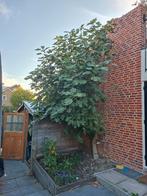 Grote vijg, Ophalen, 250 tot 400 cm, Vijgenboom, Lente