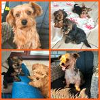 prachtige Yorkshire terriër pups, Dieren en Toebehoren, Yorkshire Terriër, CDV (hondenziekte), 8 tot 15 weken, Meerdere