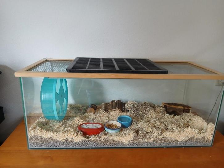 Hamsterhok, benodigheden en spullen., Dieren en Toebehoren, Knaagdieren en Konijnen | Hokken en Kooien, Gebruikt, Hok, Minder dan 60 cm