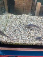 Baby steuren 10/12cm acipenser baeri, Vis