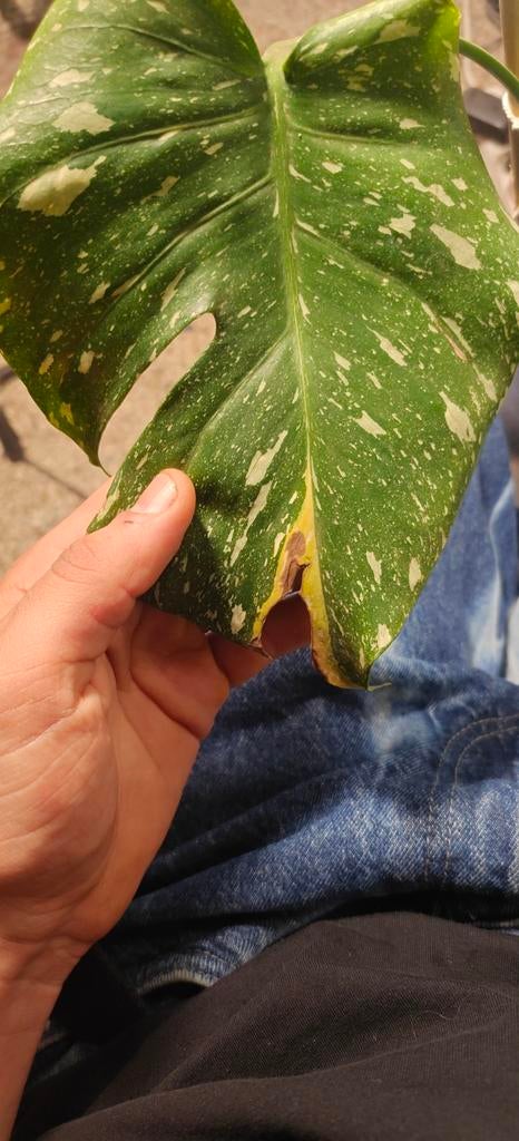 Monstera Miracle tricolor, Ophalen of Verzenden, Halfschaduw, Minder dan 100 cm