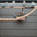 Parkieten blangwings/split  mannen en poppen, Dieren en Toebehoren, Vogels | Parkieten en Papegaaien, Meerdere dieren, Parkiet