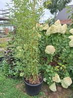 phyllostachus aurea- bamboeplant, Volle zon, Vaste plant, Bloeit niet, Ophalen