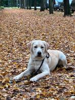 Nestaankondiging Labrador puppy’s met stamboom, Dieren en Toebehoren, Honden | Retrievers, Spaniëls en Waterhonden, 8 tot 15 weken