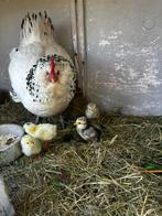 Lakenvelder kip met 4 kuikens te koop., Dieren en Toebehoren, Pluimvee, Kip, Vrouwelijk